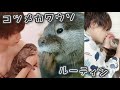 コツメカワウソの１日ルーティンに密着！~Otter routine~