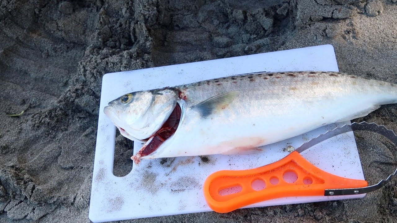 Harbour Fishing & A Toasted Sammy with Fish Wings - YouTube