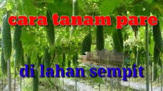 Rahasia Tanam Pare Di Lahan Sempit