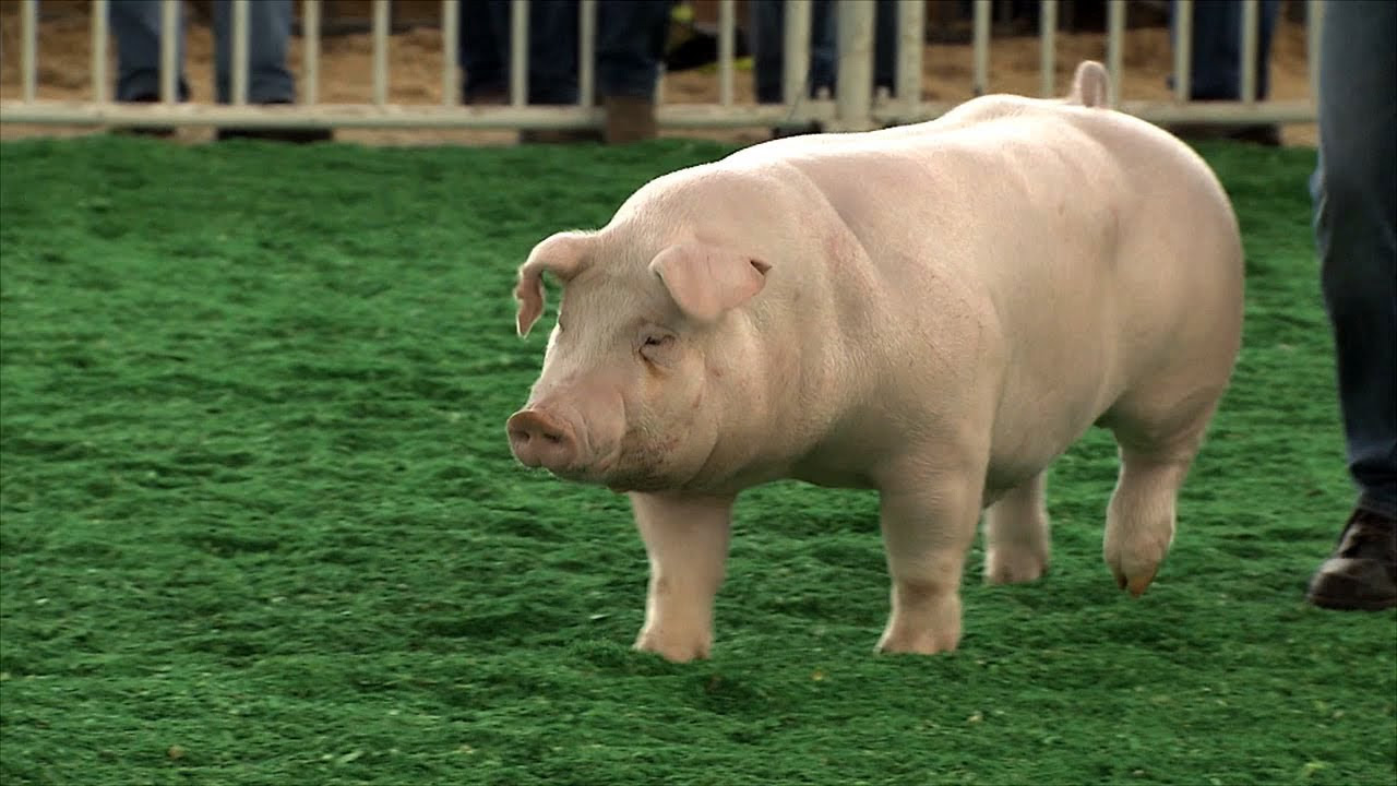 FFA Swine | Iowa State Fair 2013 - youtube