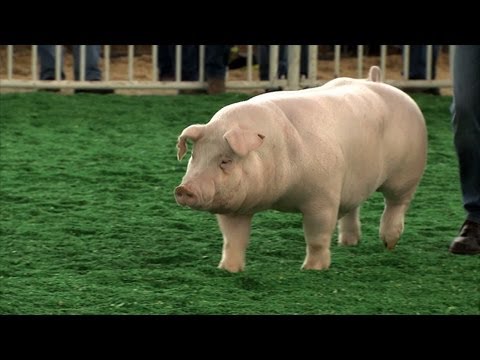 Video FFA Swine | Iowa State Fair 2013 - youtube