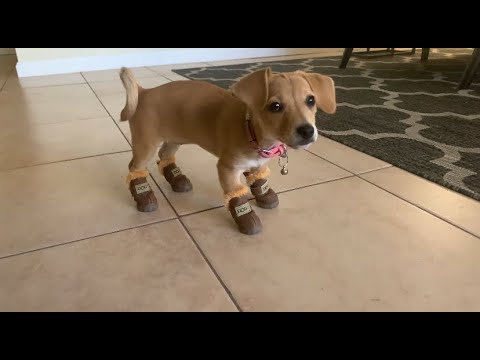 Video: Chiweenie Winter Care