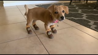 Chiweenie puppy learns to walk in winter boots!!!