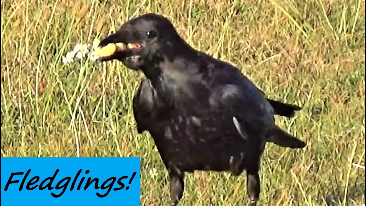 feeding-crows-cashew-nuts-in-the-grass-moulting-has-started-park