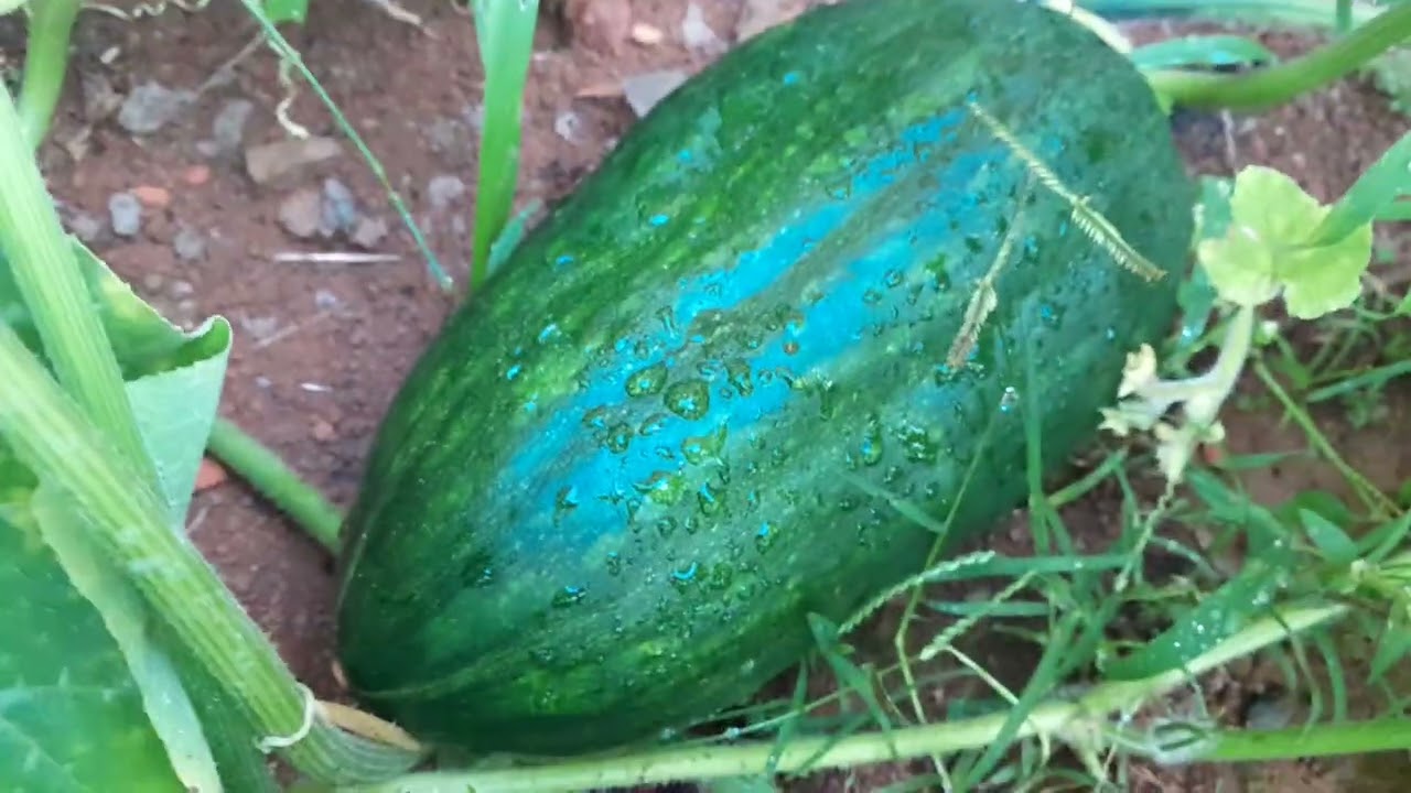 Plantei algumas plantas que estavam  em  vasos  no chão  e  olhando  como está às abóboras. .
