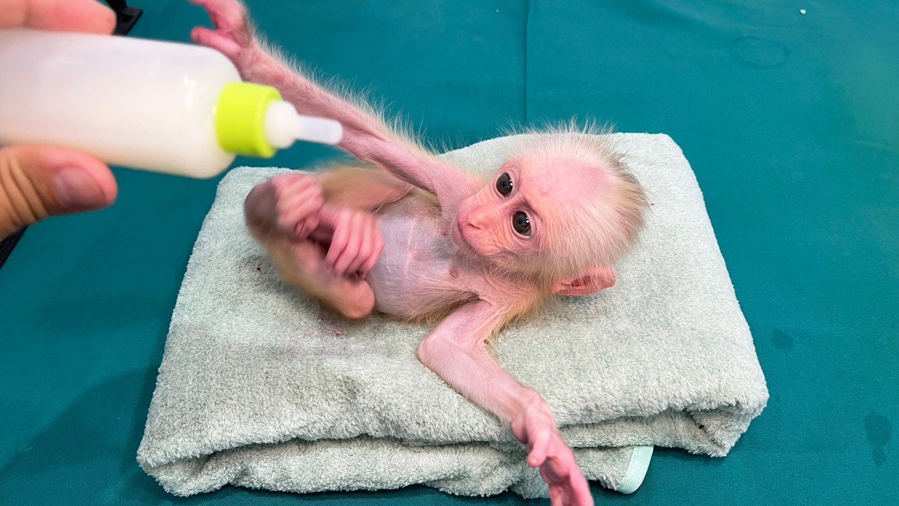 The most heartbreaking moment in baby monkey's life: Returning to its former owner