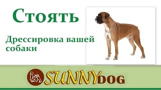 Стоять  Обучение команде стоять  дрессировка собаки