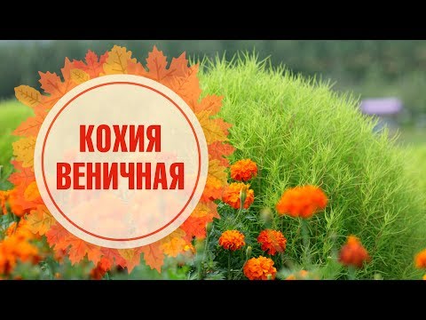 Video: Kohija