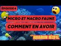 Ep4 comment avoir une microfaune rapidement  phytoplancton zooplancton et mtazooplancton