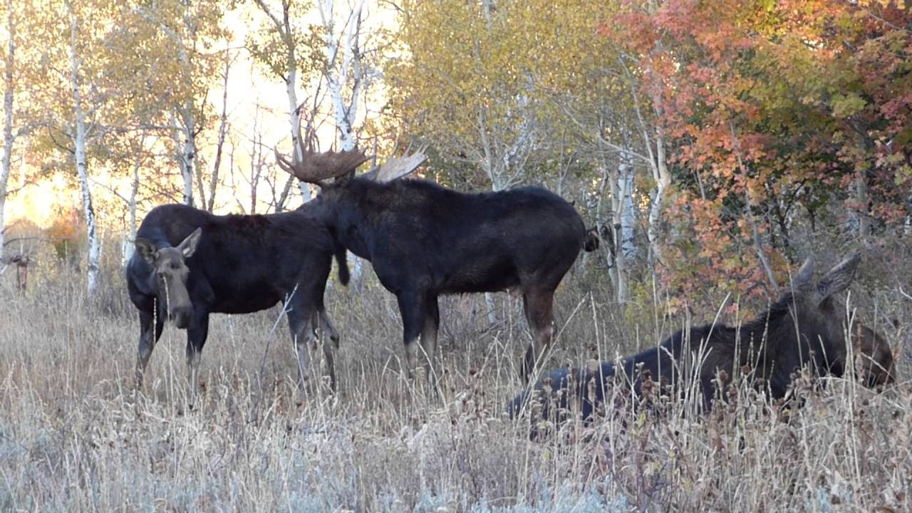 The REAL Big Bull Moose Rut