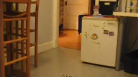 two good cats, one bad introduction