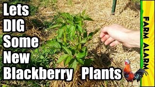 How to plant a tree so that it grows 3 times faster. Root training method.