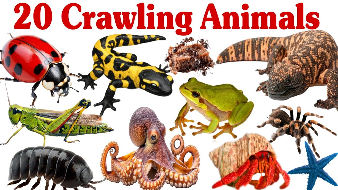 रेंगने वाले जानवर सीखें बच्चों के लिए | Learn 20 Crawling Animal Names ...
