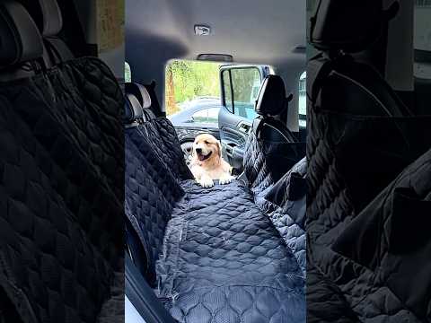Funny Animals 🤣🤣 #funny #funnyvideos
