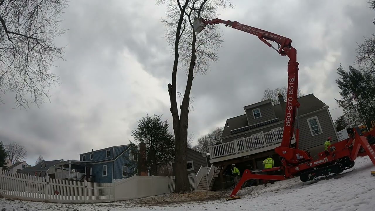 Tight access backyard Maple tree removed with spider lift