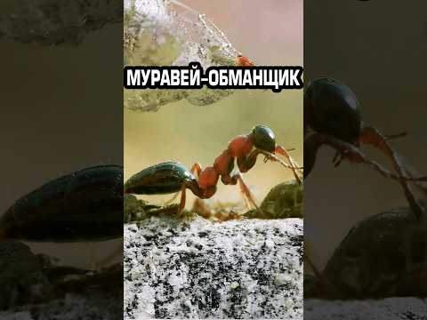 Муравей-обманщик #факты #животные #насекомые