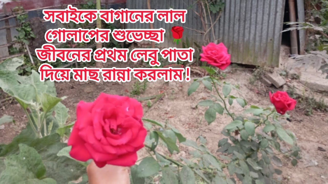 সবাইকে লাল গোলাপের শুভেচ্ছা |লেবু পাতা দিয়ে মাছ রান্না করলাম জীবনের প্রথম|#rose #vlog #video #lemon
