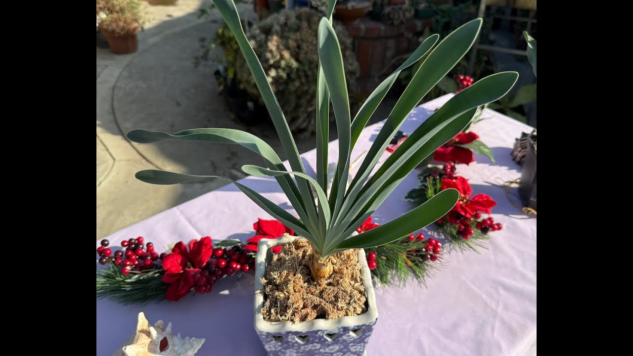 Rare & Beautiful Succulent!! Boophone disticha! - Episode 165