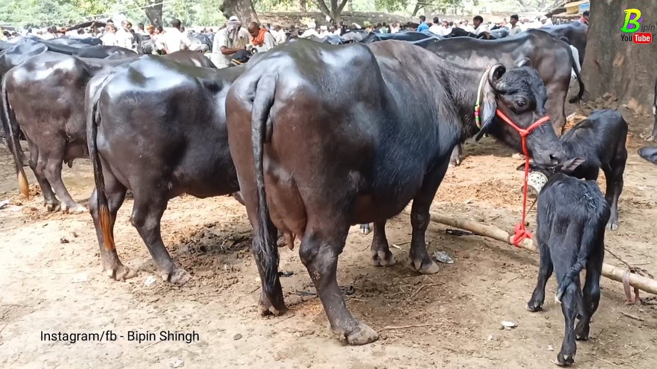 मंझवारी पशु मंडी में मिल रही है सस्ती भैंसे | Bhains ki Mandi 2022 | Buffalo Mandi Bihar #Buffaloes