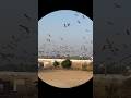 #rotateyourphone #earlymorning #kurja #birdview #sanctuary #birdsanctuary #rajasthan #shortvideo