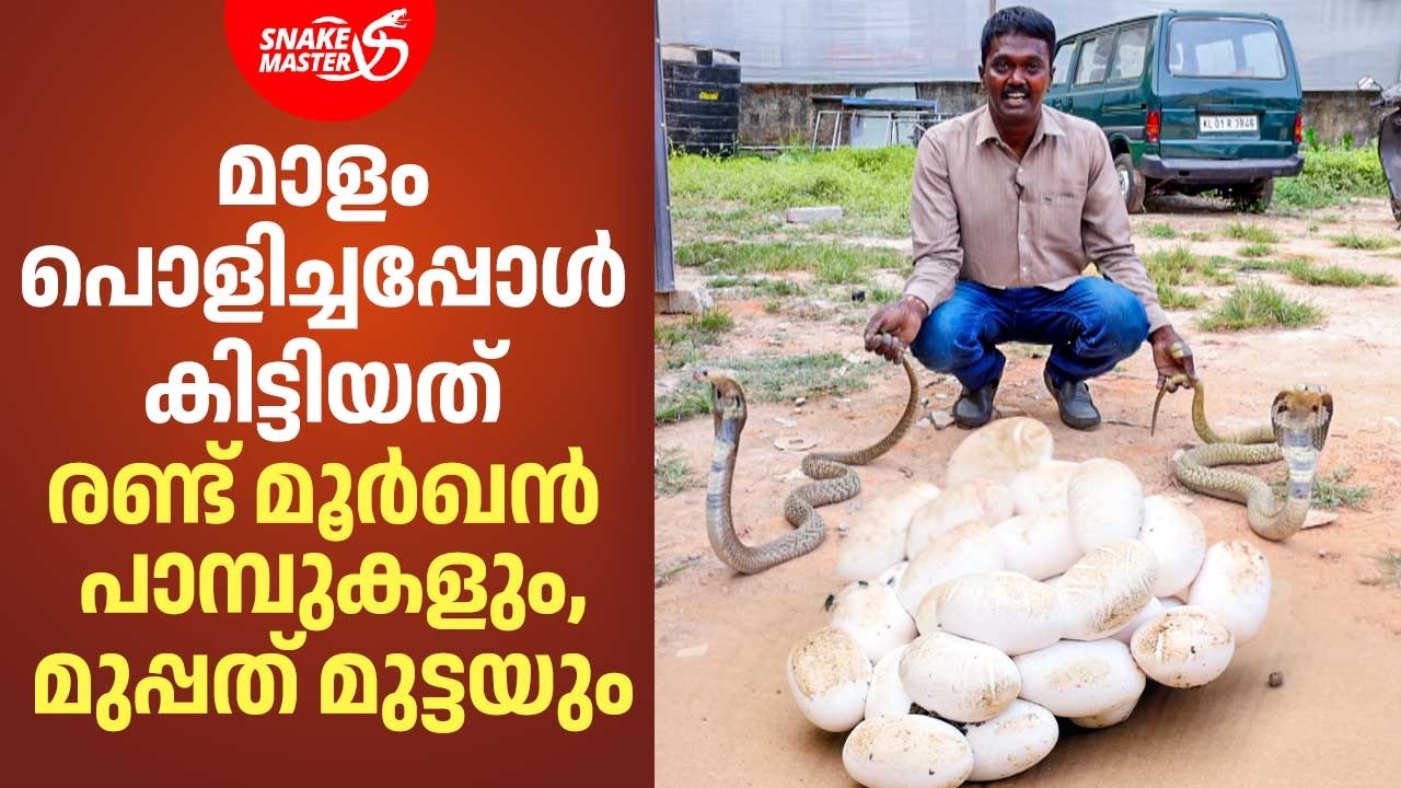 2026ൽ ആദ്യമായി കിട്ടിയ മൂർഖൻ പാമ്പിന്റെ മുട്ടകൾ | Cobra Rescue | Snakemaster EP 1162