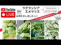 16日（火）20時〜！2026年新品種ラグランジア エメラリスLive販売！もちろん育て方もお話しします！通知設定必須です！発売前から予約困難な大人気ラグランジア！