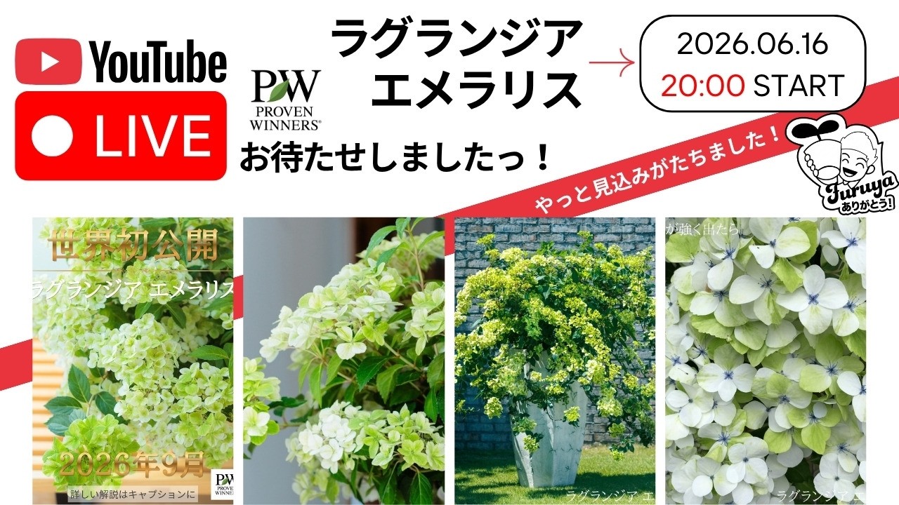 16日（火）20時〜！2026年新品種ラグランジア エメラリスLive販売