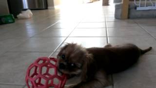 Yuzu Cavalier King Charles Spaniel Puppy Play Time 19 Weeks Old