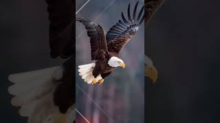 Güç Ve Özgürlüğün Simgesi Amerikan Kel Kartalı 5 İlginç Özelliği