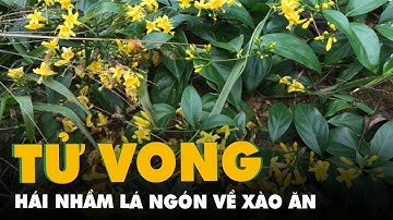 Nhóm công nhân hái nhầm lá ngón về xào ăn, 1 người đã tử vong