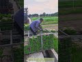 Modern Rice Farming: Massive Seedling Loading Process! 🌾