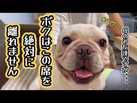 終始！母の友達から離れないフレンチブルドッグ！
