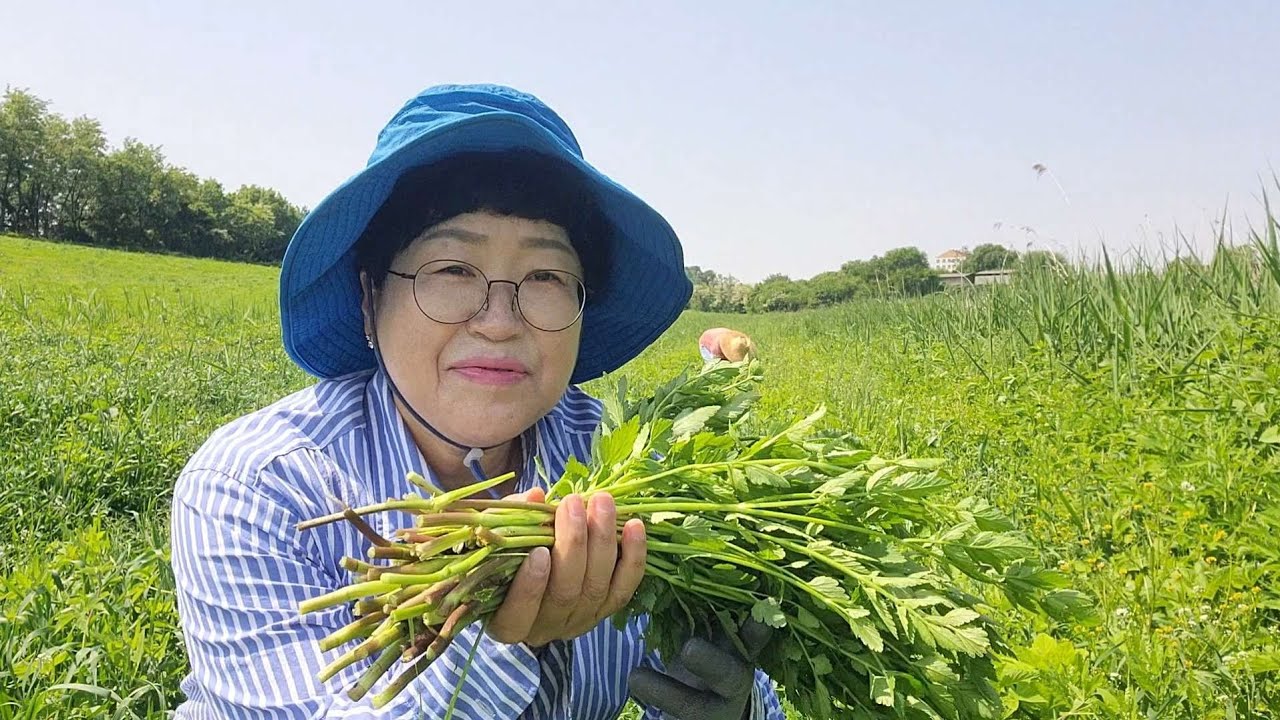 작은엄마랑 돌미나리 뜯어 물김치하고 미나리 구이와 쌈하고 삼겹살 먹어요