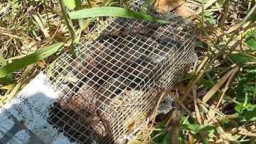 bẫy rắn mùa khô dính rắn quá ngon/snake trap in Vietnam