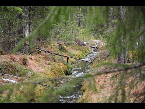 Video: Tuhkalevyt (17 Kuvaa): Reunatut Ja Reunamattomat, Kuivat Ja Märät, Kaukoidän Tuhkan Höylättyjä Lautoja Ja Muita Vaihtoehtoja