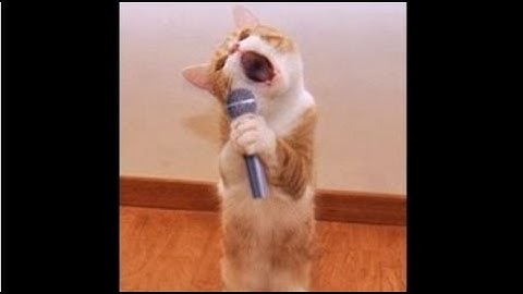 TOP Funny Cat and Dog Dancing and Singing in the World