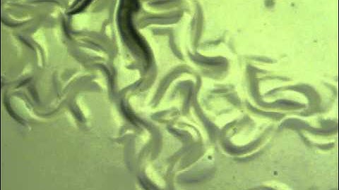 C. elegans with blister