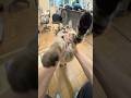 迷子猫さんの「おかえり」ルーティーン