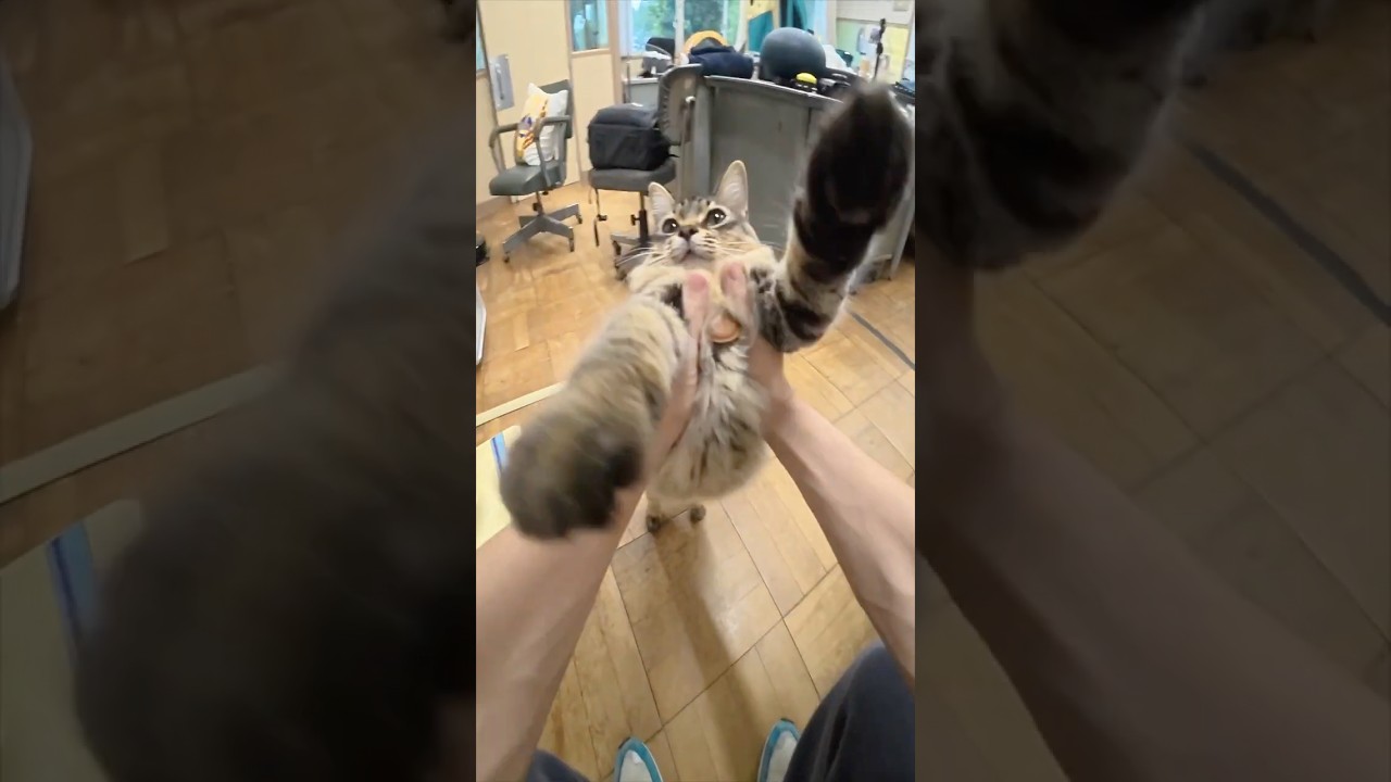 迷子猫さんの「おかえり」ルーティーン