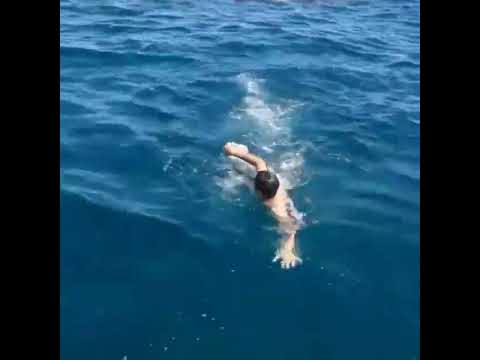Whale shark offshore Gulf POV video