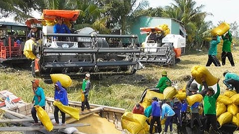 hai máy cắt 105 binh tóc độ cắt lúa đồng T4 giá rất cao 7400₫K tập # maibangtv