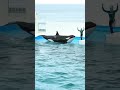 ドヤるシャチをアップで #ツヤツヤ #鴨シー #シャチ #orca
