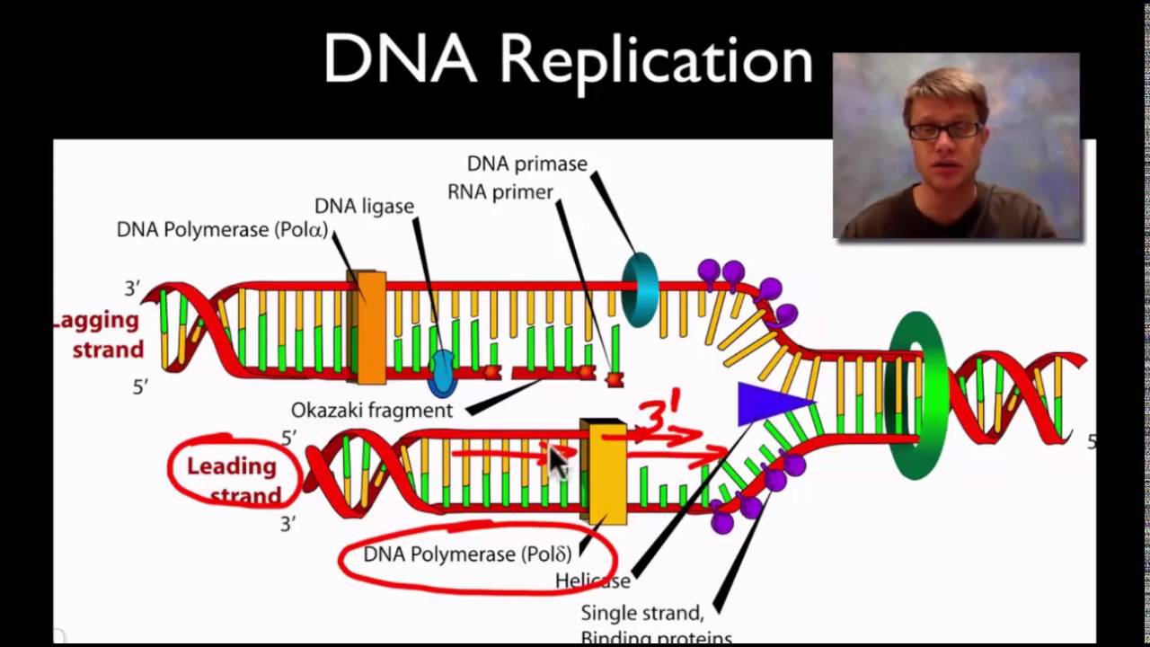 dna structure and replication
