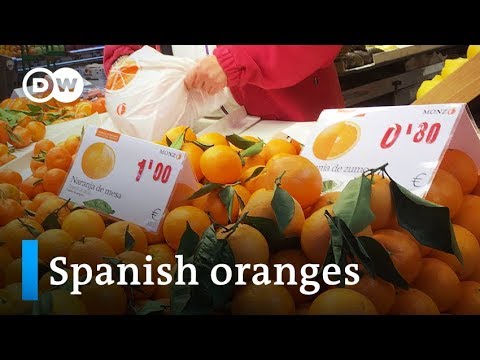 Can Spain's orange industry handle the competition? | Focus on Europe - Can Spain's orange industry handle the competition? | Focus on Europe