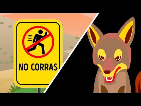 Video: Cómo Proteger A Su Mascota De Los Coyotes