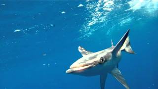 Remora Attack!