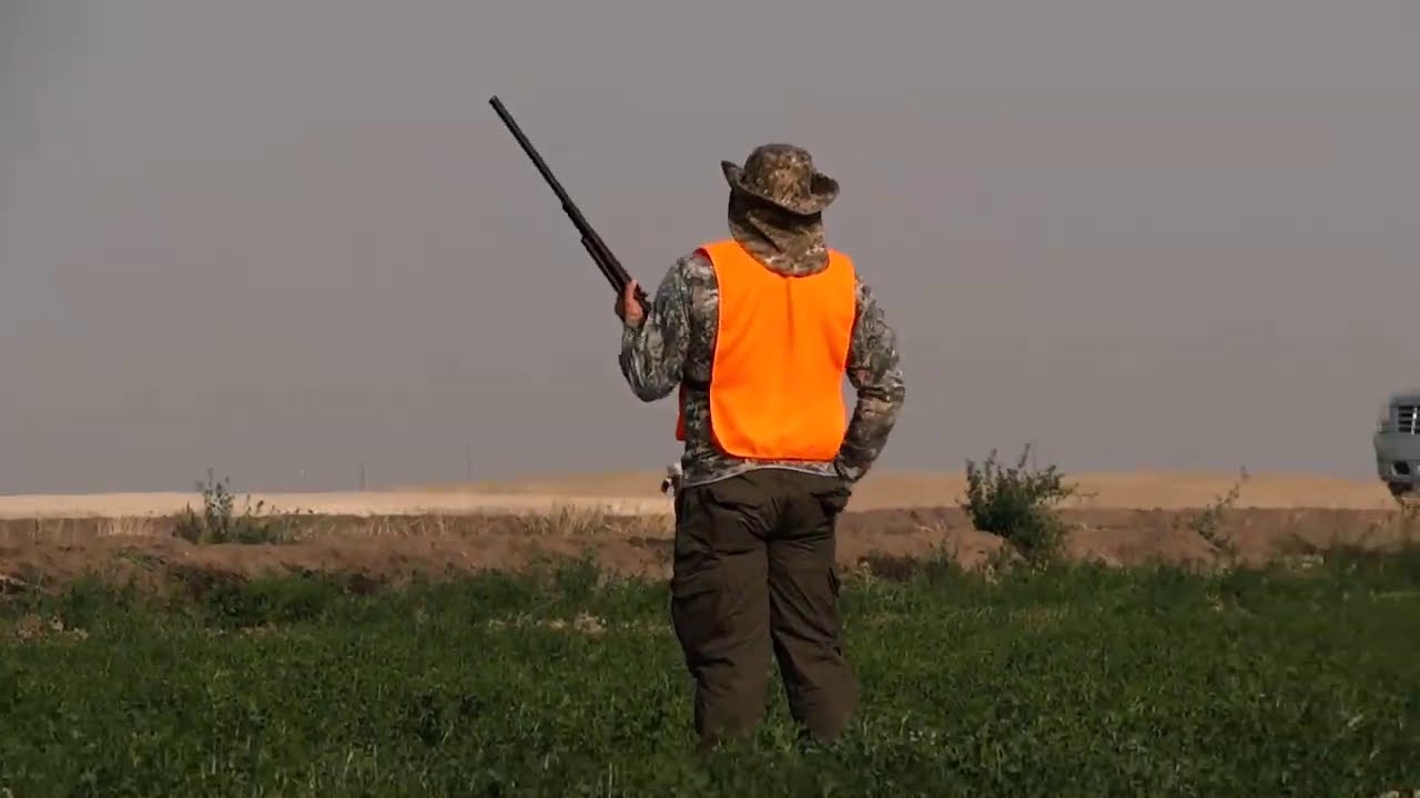 Beginner Pheasant Hunting in California YouTube