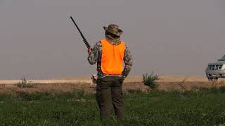 Beginner Pheasant Hunting in California