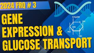 2024 AP Bio FRQ 3 Demystified! Gene Expression and Membrane Transport