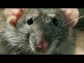 Nat Geo Wild: Дикие охотники  2 серия - Змеи